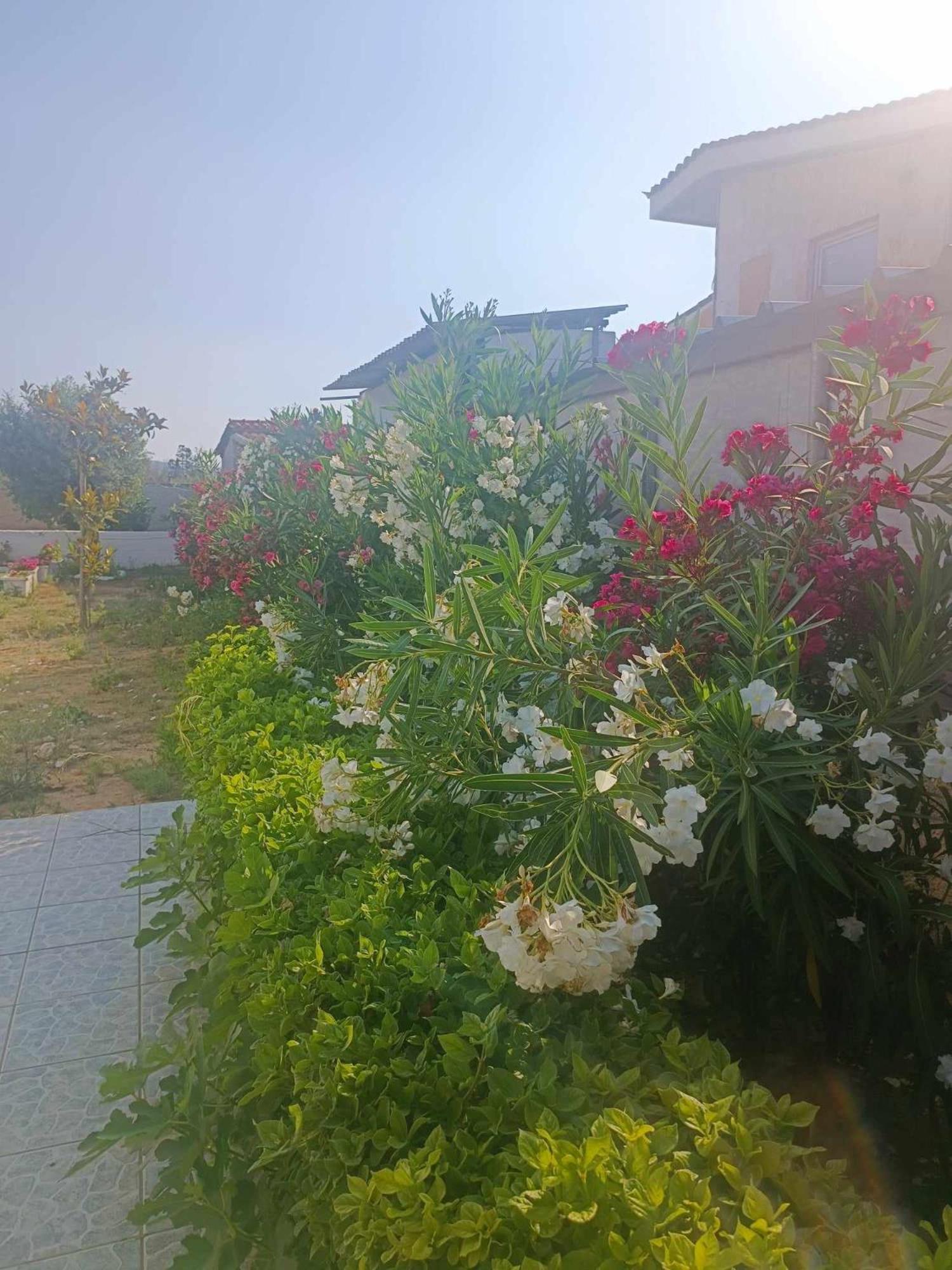 New Olivka House Βίλα Ανάβυσσος Εξωτερικό φωτογραφία